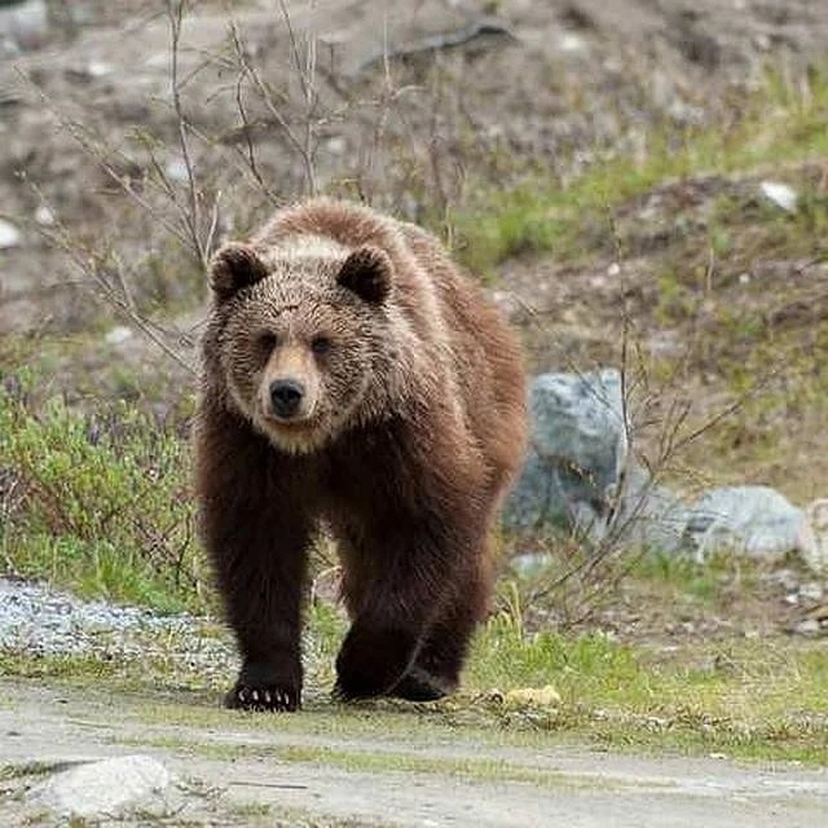 Опасная встреча на ночной дороге: под Витебском медведь выскочил на трассу прямо перед машиной